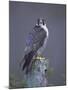 Peregrine Falcon (Falco Peregrinus), Scotland, UK, Europe-David Tipling-Mounted Photographic Print