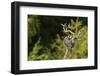 Peregrine Falcon (Falco Peregrinus)-Dr. Axel Gebauer-Framed Photographic Print