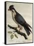 Peregrine Falcon (Falco Peregrinus)-null-Framed Stretched Canvas