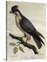 Peregrine Falcon (Falco Peregrinus)-null-Stretched Canvas