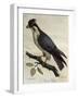 Peregrine Falcon (Falco Peregrinus)-null-Framed Giclee Print