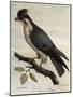 Peregrine Falcon (Falco Peregrinus)-null-Mounted Giclee Print