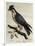 Peregrine Falcon (Falco Peregrinus)-null-Framed Giclee Print