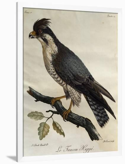 Peregrine Falcon (Falco Peregrinus)-null-Framed Giclee Print