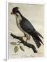 Peregrine Falcon (Falco Peregrinus)-null-Framed Giclee Print
