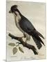 Peregrine Falcon (Falco Peregrinus)-null-Mounted Giclee Print
