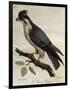 Peregrine Falcon (Falco Peregrinus)-null-Framed Giclee Print