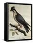 Peregrine Falcon (Falco Peregrinus)-null-Framed Stretched Canvas