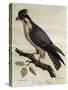 Peregrine Falcon (Falco Peregrinus)-null-Stretched Canvas