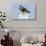Peregrine Falcon, Falcon peregrinus, perched-Larry Ditto-Photographic Print displayed on a wall