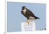 Peregrine Falcon, Falcon peregrinus, perched-Larry Ditto-Framed Photographic Print