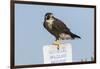 Peregrine Falcon, Falcon peregrinus, perched-Larry Ditto-Framed Photographic Print