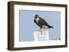 Peregrine Falcon, Falcon peregrinus, perched-Larry Ditto-Framed Photographic Print