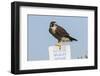 Peregrine Falcon, Falcon peregrinus, perched-Larry Ditto-Framed Photographic Print