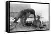 Peregrine Falcon Feeding Her Chicks-null-Framed Stretched Canvas