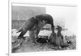 Peregrine Falcon Feeding Her Chicks-null-Framed Photographic Print