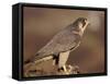 Peregrine Falcon Female (Falco Peregrinus), Subspecies Brookei from Southern Europe-Niall Benvie-Framed Stretched Canvas