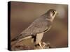 Peregrine Falcon Female (Falco Peregrinus), Subspecies Brookei from Southern Europe-Niall Benvie-Stretched Canvas