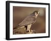 Peregrine Falcon Female (Falco Peregrinus), Subspecies Brookei from Southern Europe-Niall Benvie-Framed Photographic Print