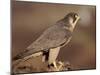 Peregrine Falcon Female (Falco Peregrinus), Subspecies Brookei from Southern Europe-Niall Benvie-Mounted Photographic Print