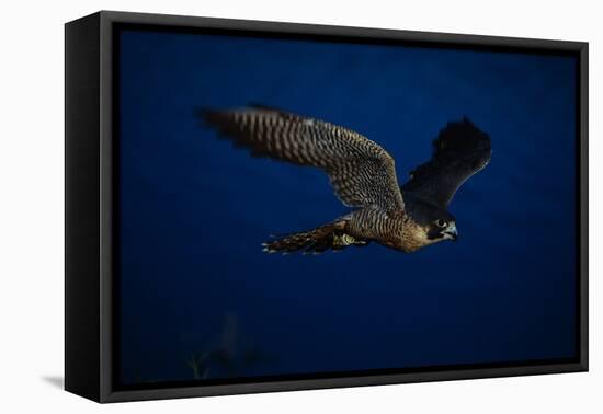 Peregrine Falcon Flying over a Lake-W^ Perry Conway-Framed Stretched Canvas