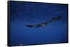 Peregrine Falcon Flying over a Lake-W. Perry Conway-Framed Stretched Canvas