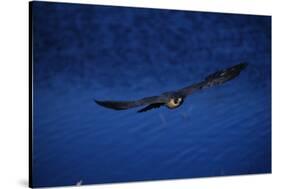 Peregrine Falcon Flying over a Lake-W. Perry Conway-Stretched Canvas