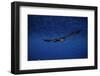 Peregrine Falcon Flying over a Lake-W. Perry Conway-Framed Photographic Print