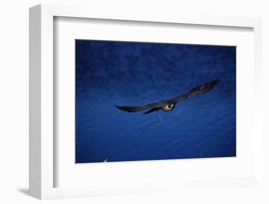 Peregrine Falcon Flying over a Lake-W. Perry Conway-Framed Photographic Print