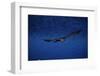 Peregrine Falcon Flying over a Lake-W. Perry Conway-Framed Photographic Print
