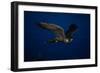 Peregrine Falcon Flying over a Lake-W^ Perry Conway-Framed Photographic Print