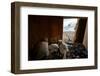 Peregrine falcon flying towards nest box with three chicks inside-Oriol Alamany-Framed Photographic Print