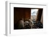 Peregrine falcon flying towards nest box with three chicks inside-Oriol Alamany-Framed Photographic Print