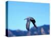 Peregrine Falcon in Flight, Native to USA-David Northcott-Stretched Canvas