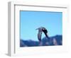 Peregrine Falcon in Flight, Native to USA-David Northcott-Framed Photographic Print