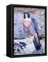 Peregrine Falcon in Flight, Native to USA-David Northcott-Framed Stretched Canvas