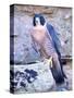 Peregrine Falcon in Flight, Native to USA-David Northcott-Stretched Canvas