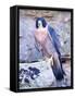 Peregrine Falcon in Flight, Native to USA-David Northcott-Framed Stretched Canvas