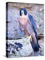 Peregrine Falcon in Flight, Native to USA-David Northcott-Stretched Canvas