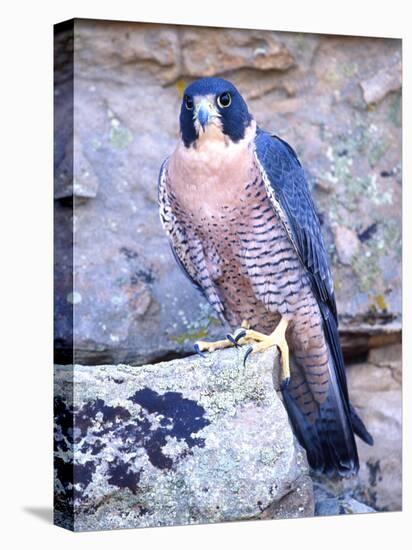 Peregrine Falcon in Flight, Native to USA-David Northcott-Stretched Canvas