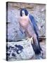 Peregrine Falcon in Flight, Native to USA-David Northcott-Stretched Canvas