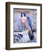 Peregrine Falcon in Flight, Native to USA-David Northcott-Framed Photographic Print