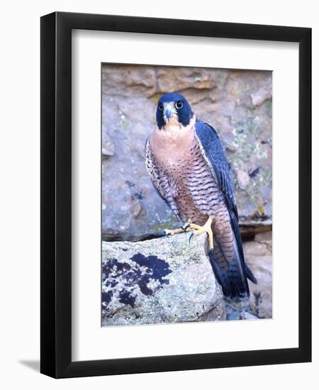 Peregrine Falcon in Flight, Native to USA-David Northcott-Framed Photographic Print