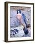 Peregrine Falcon in Flight, Native to USA-David Northcott-Framed Photographic Print