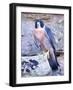 Peregrine Falcon in Flight, Native to USA-David Northcott-Framed Photographic Print