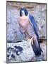 Peregrine Falcon in Flight, Native to USA-David Northcott-Mounted Photographic Print