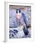 Peregrine Falcon in Flight, Native to USA-David Northcott-Framed Photographic Print