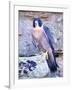 Peregrine Falcon in Flight, Native to USA-David Northcott-Framed Photographic Print