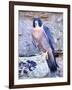 Peregrine Falcon in Flight, Native to USA-David Northcott-Framed Photographic Print