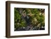 Peregrine falcon in flight over city, Sagrada Familia, Barcelona-Oriol Alamany-Framed Photographic Print